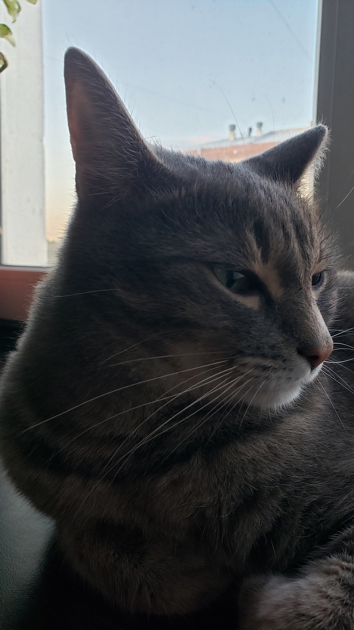 Кот, просто кот