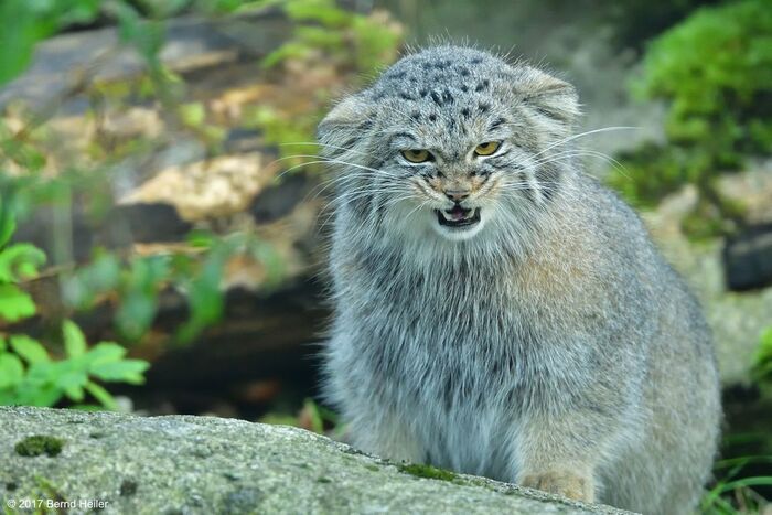 Опасно злить манула