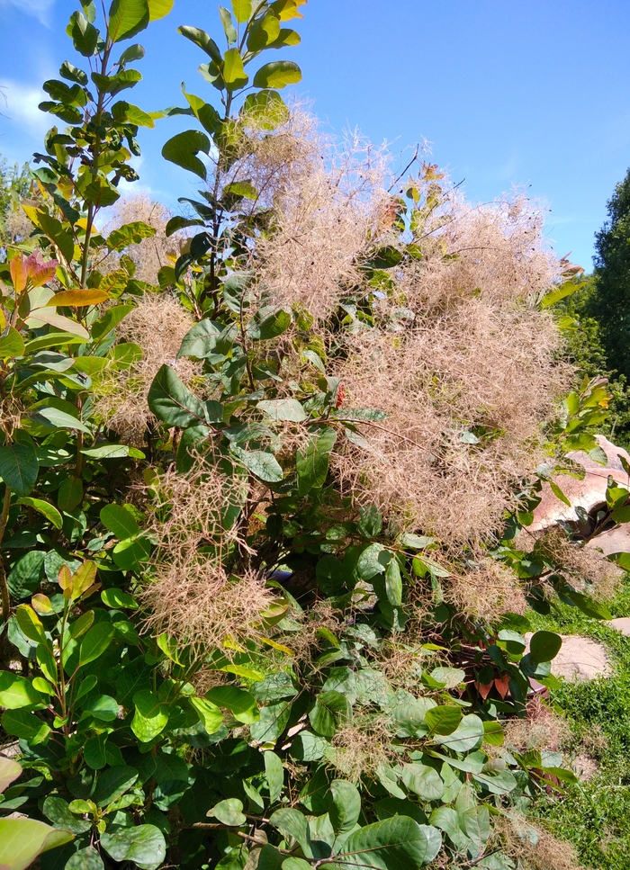 Дымящийся куст