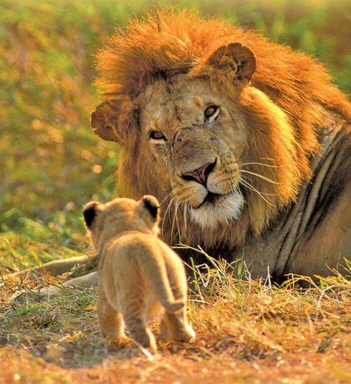 С добрым утром, папа!