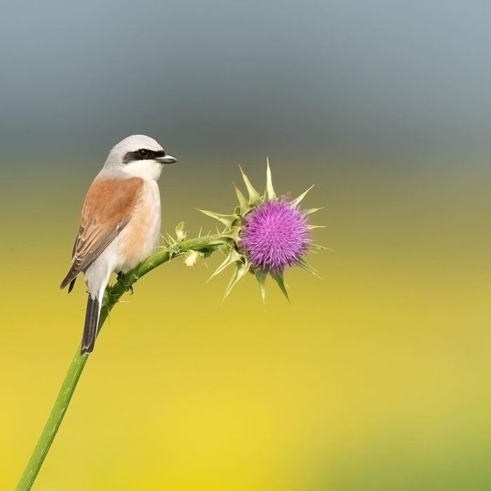 Обыкновенный жулан