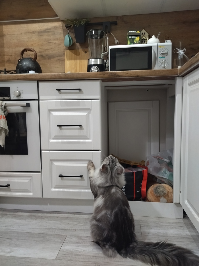 Еда где?! Кот, Мейн-кун, Милота, Длиннопост, Домашние животные, Мобильная фотография