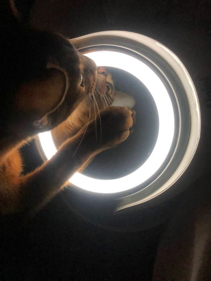 Бравый кот Тзинч (20)