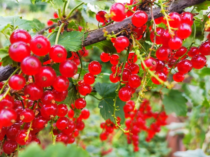 Хорошо в июле у мамы в саду! Столько вкусноты!