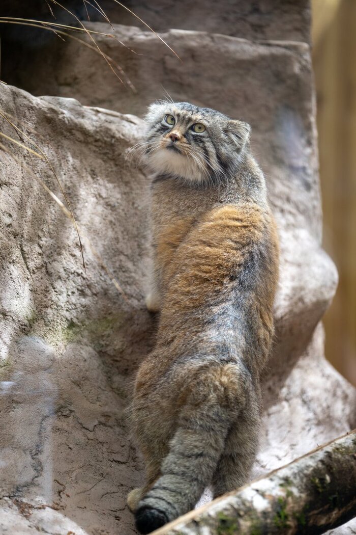 Линять ровно - дело непростое