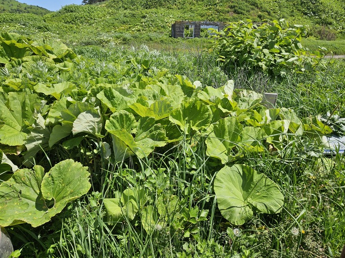 Вкусно кушать на Сахалине Сахалин, Дальний Восток, Остров, Подача блюд, Устрицы, Лопух, Краб, Завтрак, Шведский стол, Уха, Морепродукты, Рыба, Салат, Суши, Соджу, Саке, Пиво, Крабовое мясо, Еда, Необычная еда, Длиннопост