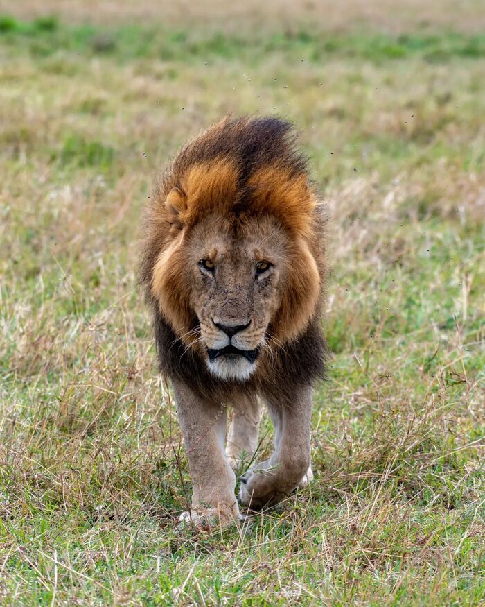 ���� ��������