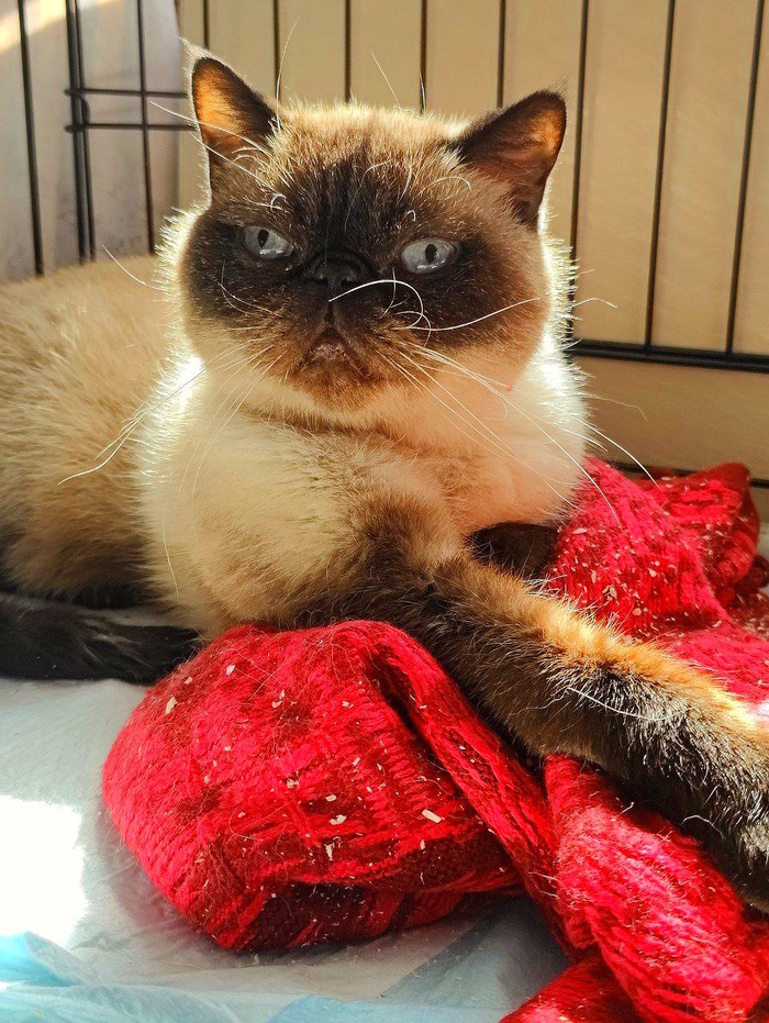 Ищу дом котику персику. Его отдали на Авито в очень плохие условия. СПБ ...