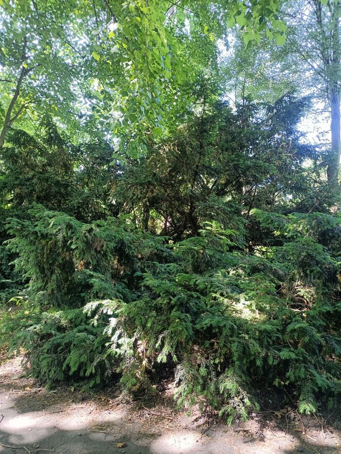 Тис(с) ягодный