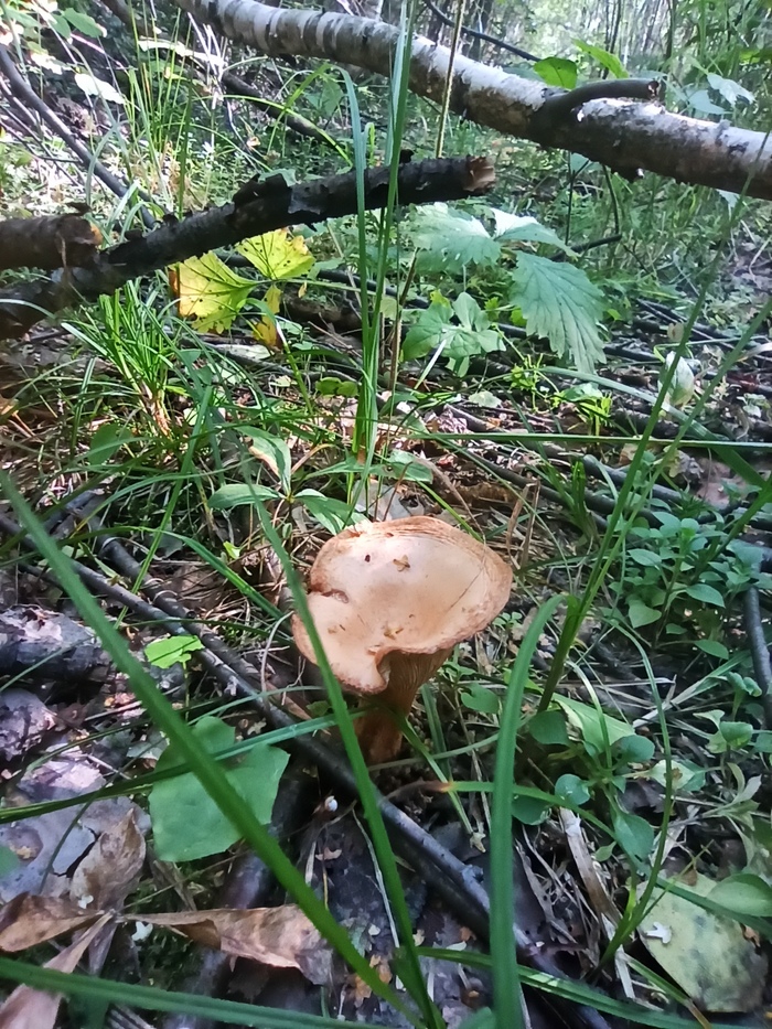 Тихая охота не задалась | Пикабу