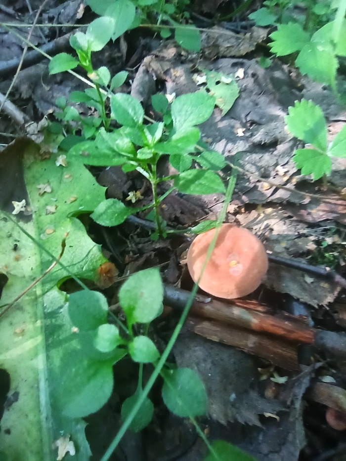 Тихая охота не задалась | Пикабу