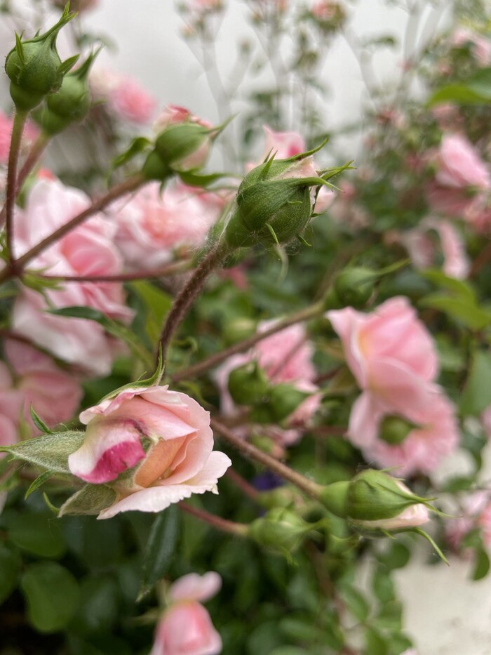 Красная поляна | Пикабу