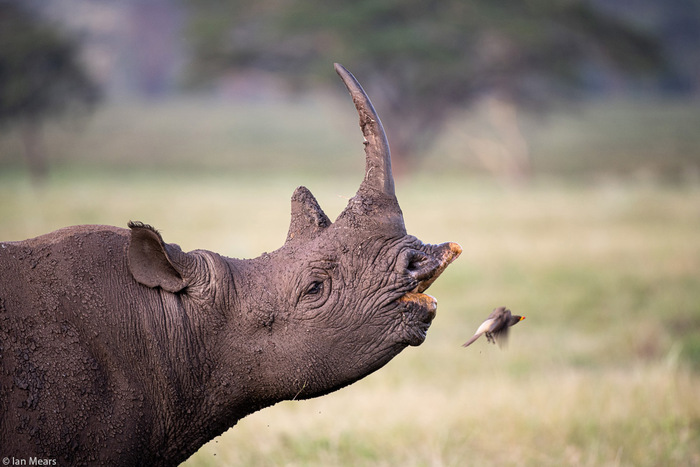 Восточный черный носорог нюхает воздух в поисках пары