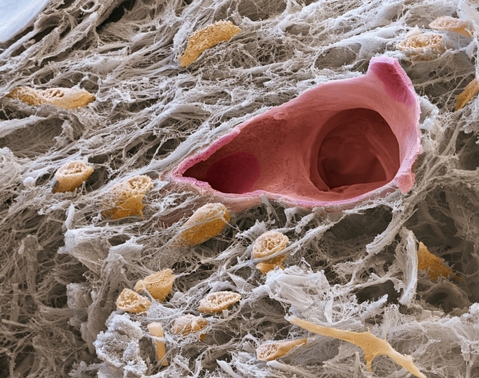 Пульпа зуба под микроскопом