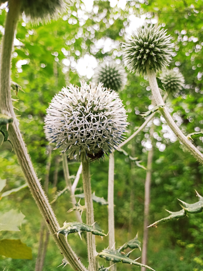 Чертополоховое