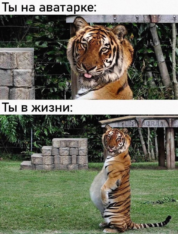 Аватарка | Пикабу