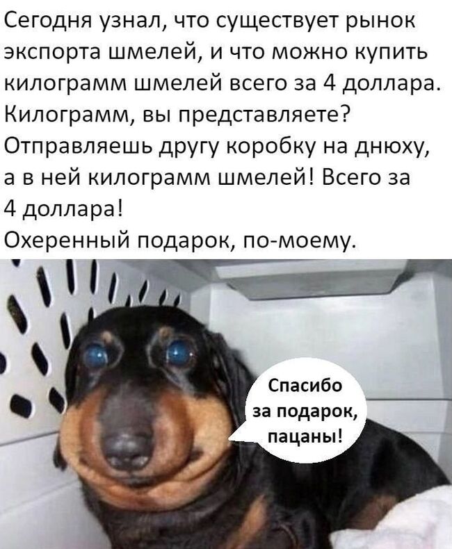 Шмели | Пикабу
