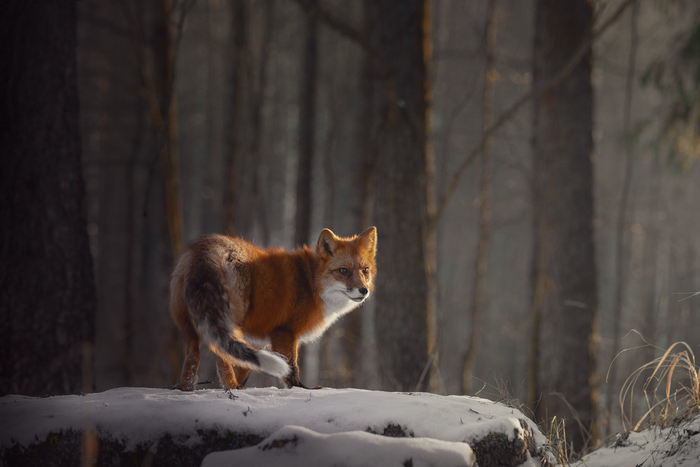 Он оглянулся посмотреть Лиса, Оглянулся, Фотография, Красота, Хищные животные, Дикая природа, Снег, Лес, Дикие животные