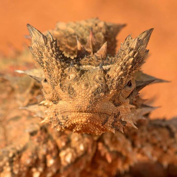 Я съем твою душу