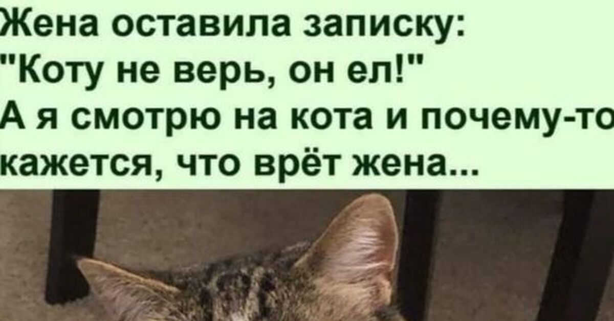 Не говорите ему что он кот. Не говорите ему что он кот