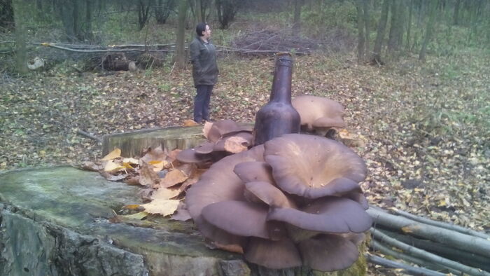 Домик в лесу (почти) Строительство, Домик в деревне, Без рейтинга, Длиннопост