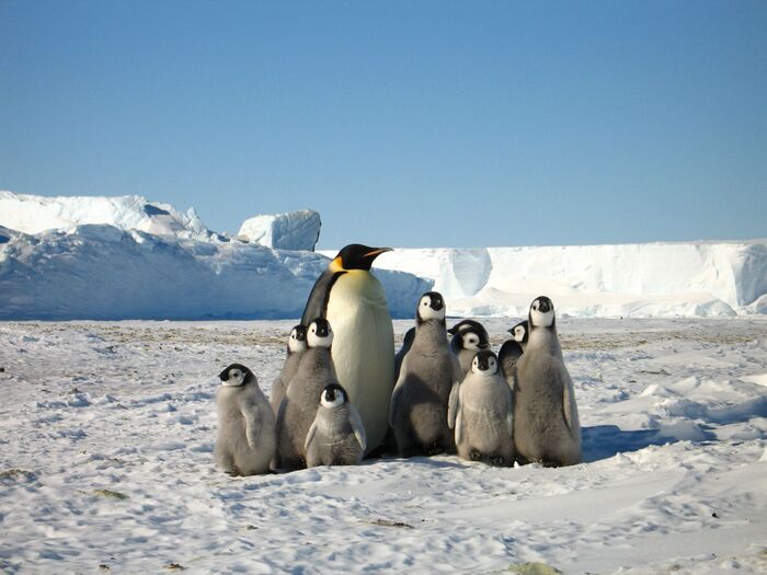 Императорский пингвин. Детский сад и случайно проходивший взрослый или молодой пингвин