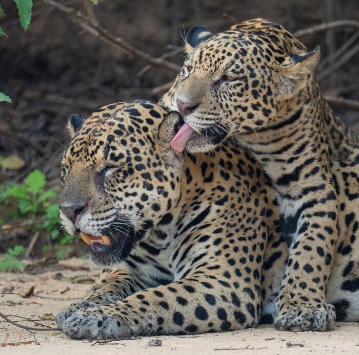 Предварительные ласки