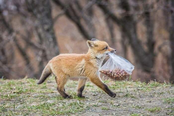 С добычей идёт. Гордый
