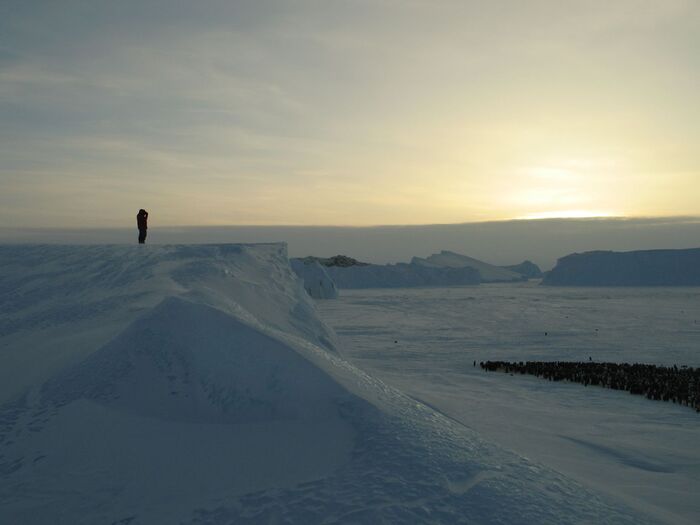 Учет численности в колонии императорских пингвинов