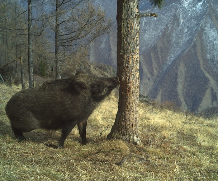 Гармония дикой природы