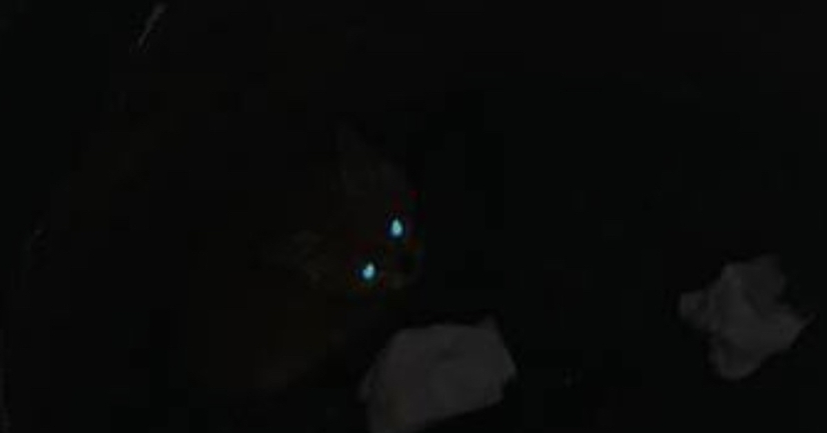 История о том, как я котенка из деревенского туалета доставал или ...