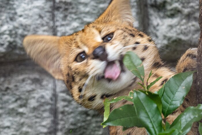 Идиотничает