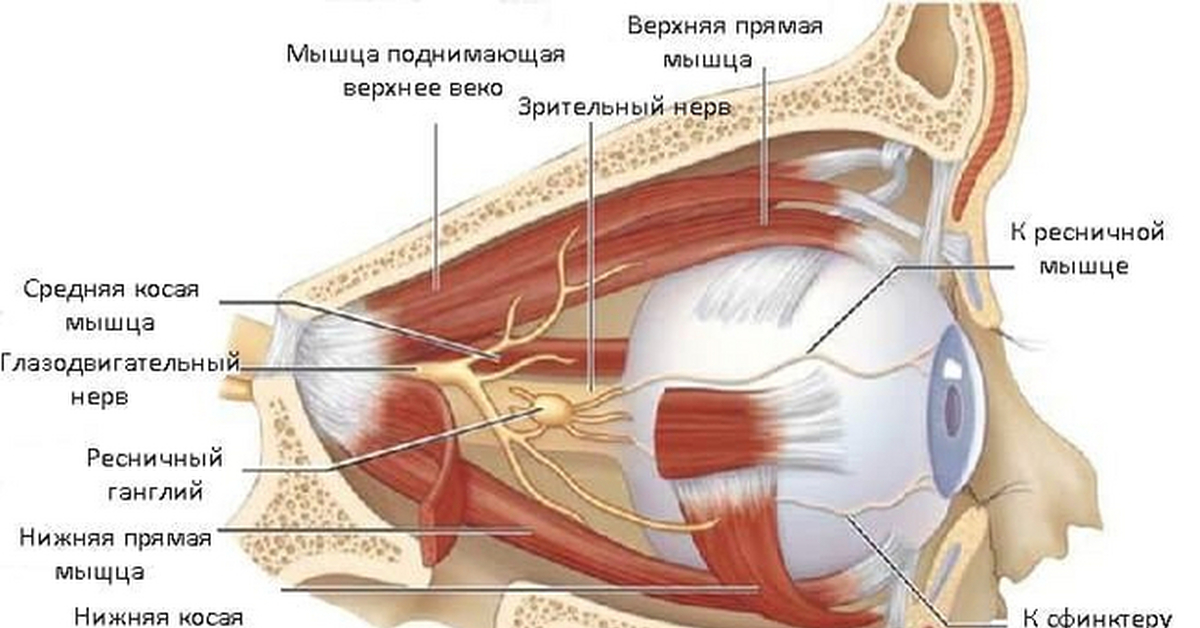 Мышцы иннервирующие глазное яблоко