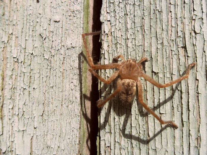 Помогите определить чудище