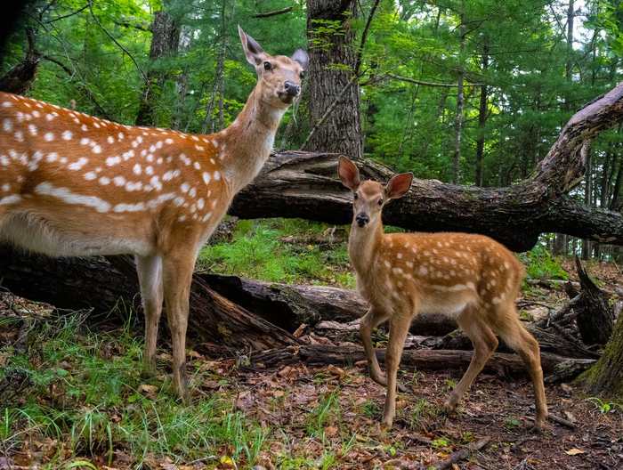 Две милашки