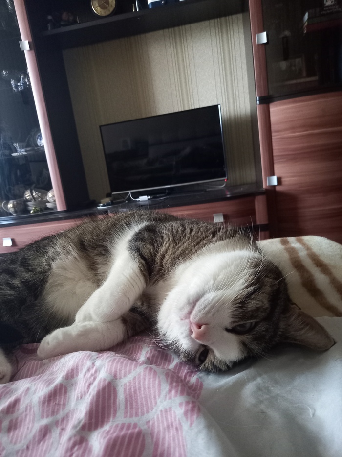 Вот такой ещё есть кот | Пикабу