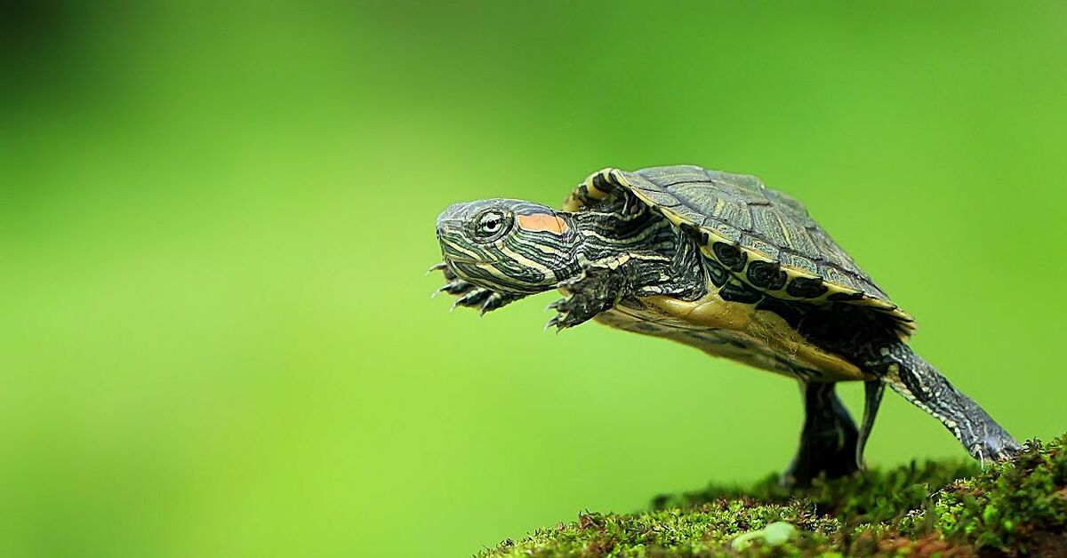 Turtle pro. Красноухая Болотная черепаха. Красноухая водоплавающая черепаха. Морская черепаха красноухая. Красноухие Черепашки.