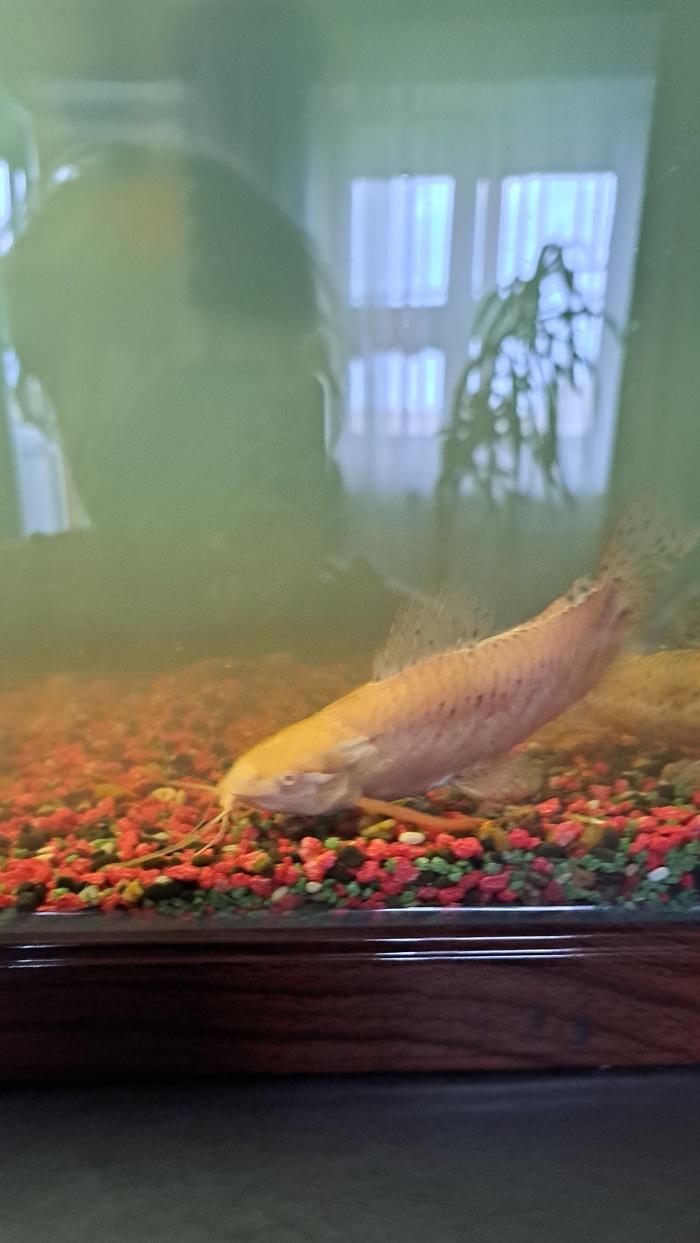 ��� ������� ���� � ������ ����.  �����������������