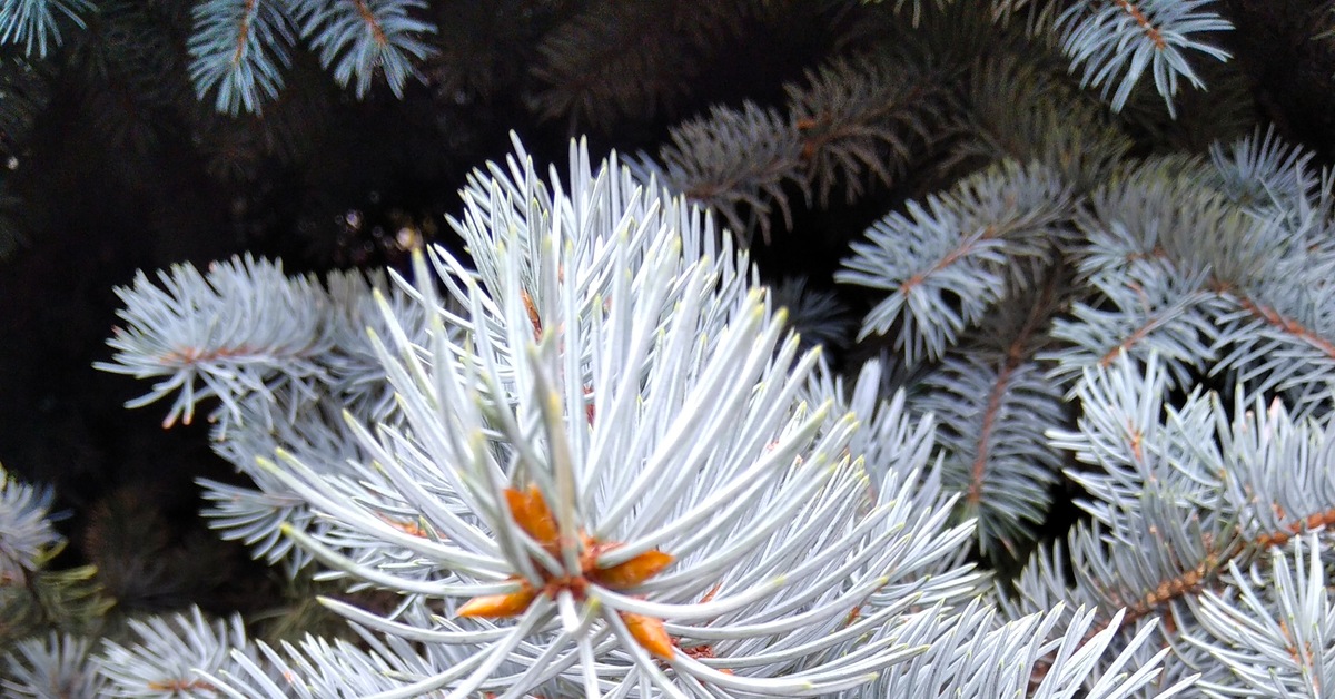 Лапы ели | Пикабу