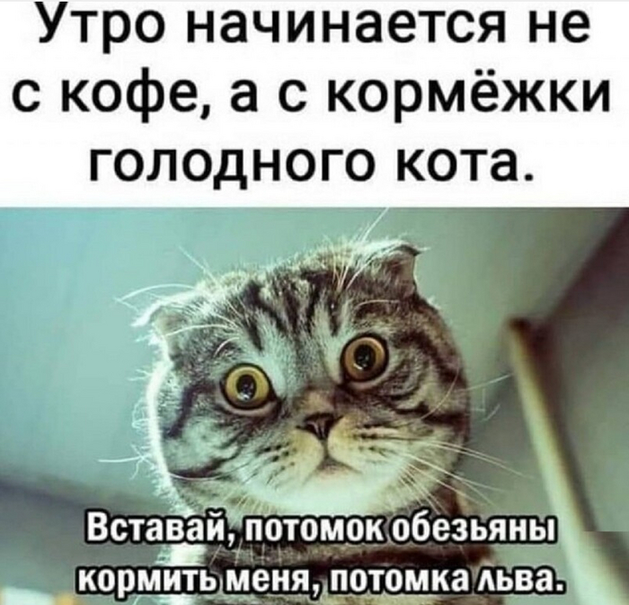 Кошатники поймут