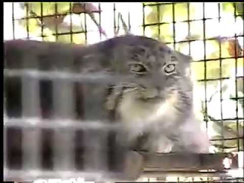 ������� ��� ����������� �������? ��� ����� �������?