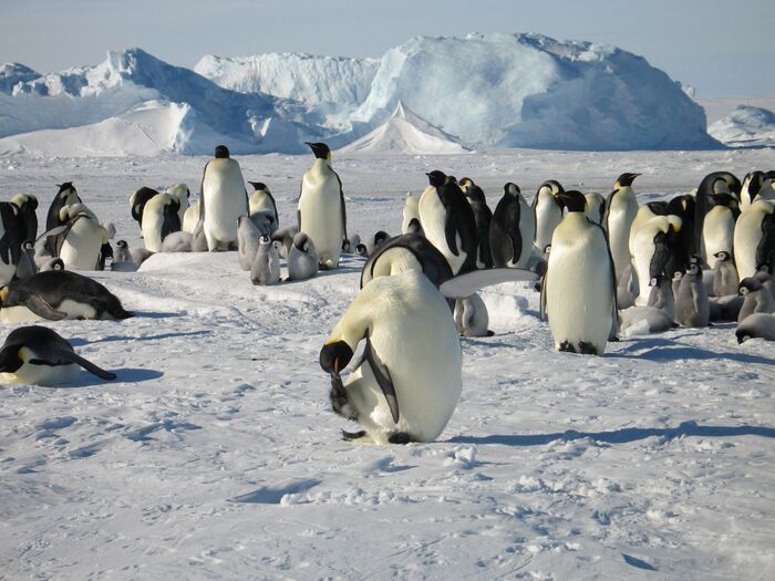 Как правильно чесать за ушком