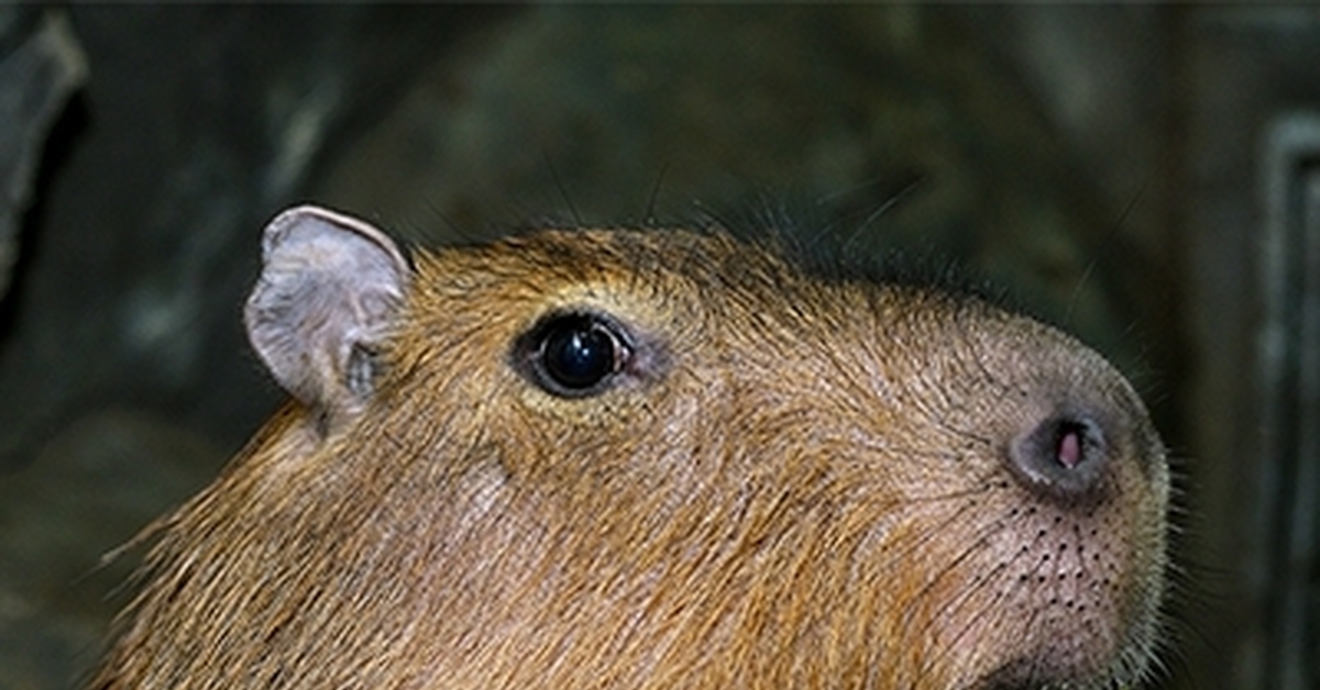 Кто такая капибара? | Пикабу