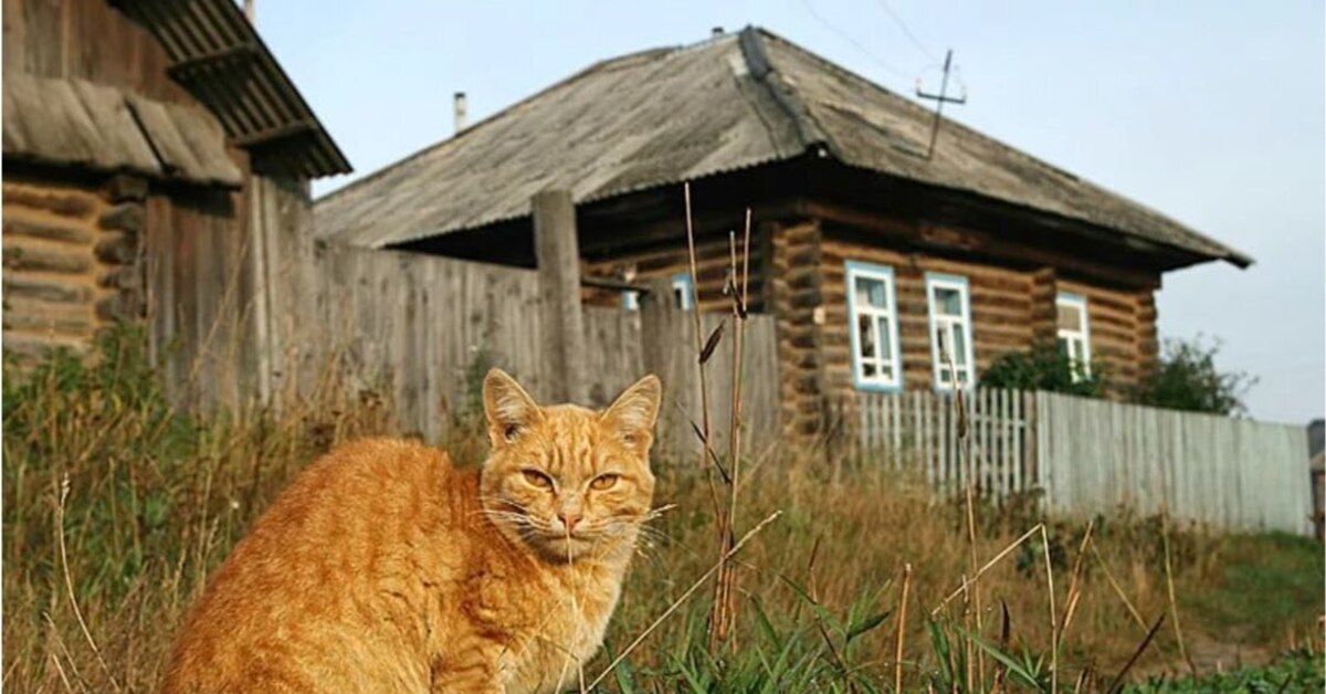 Обитатели деревни. Деревенская кошка. Котики в деревне. Деревенские коты и кошки. Кошка в деревенском доме.