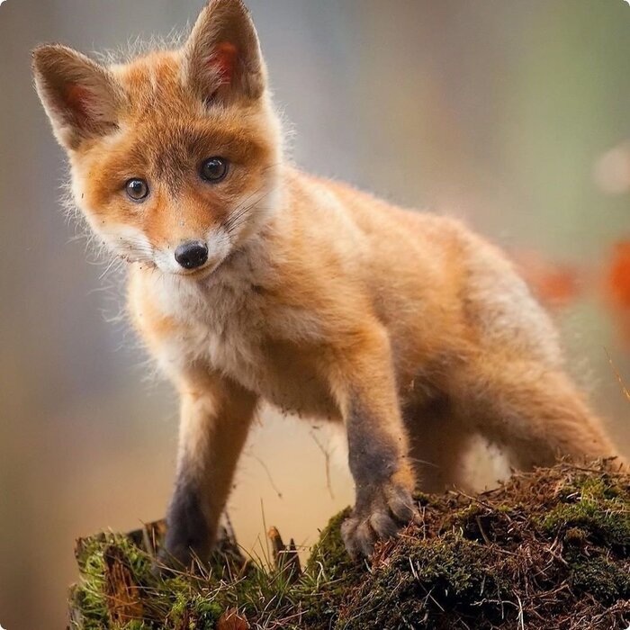 Любопытный малыш