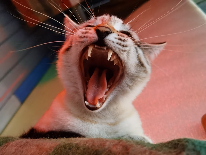 Орально-зевальное