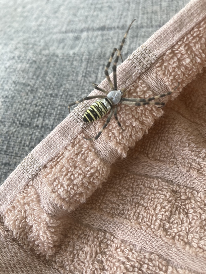 Смотрите, какая штука…