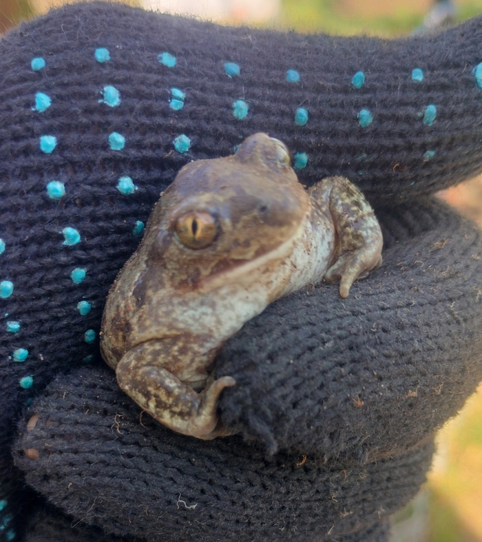 Легушька, чювак