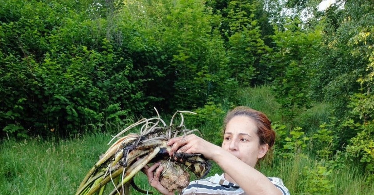 Кубышка как посадить и вырастить | Пикабу