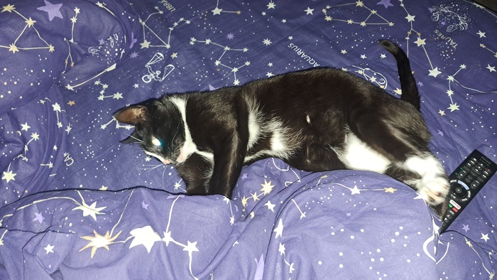 Вот вам немного милоты на ночь))))